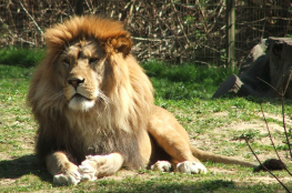 Śląski Ogród Zoologiczny